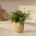 Asplenium Parvati im Topf ELHO Vibes Fold 14 cm gelb - Luftreinigend Bild 3