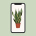 Sansevieria Futura Superba (Bogenhanf) Ø12cm, 40cm Bild 5