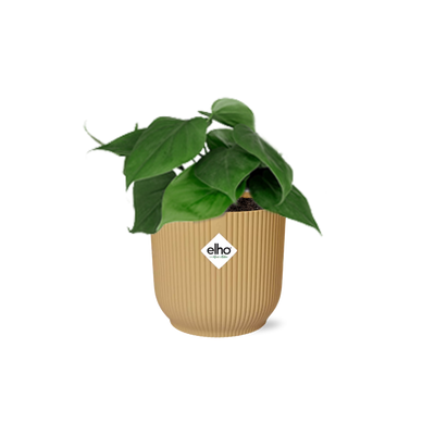 Philodendron Scandens im Topf ELHO Vibes Fold 14 cm gelb