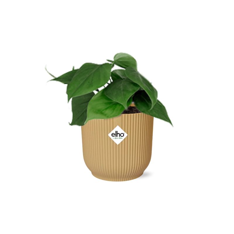 Philodendron Scandens im Topf ELHO Vibes Fold 14 cm gelb