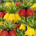 3x Fritillaria Imperialis Mix Zwiebeln (18/20) - Majestätische Frühlingsblüher Bild 1