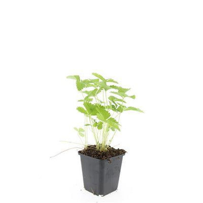 24x Walderdbeere Fragaria vesca im 9cm Topf, 10-25cm hoch