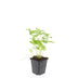 24x Wild Strawberry Fragaria vesca in 9cm pot, 10-25cm high Bild 2