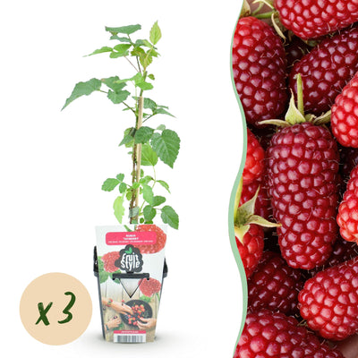GreenboutiQ - Fruit Plants - Tayberries - Rubus Tayberry - Winter-Hardy - 3 Plants - 9 cm Pot - Red Berry