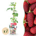 GreenboutiQ - Obstpflanzen - Taybes - Rubus Tayberry - Winterhart - 3 Pflanzen - Topf 9 cm - Rote Beere Bild 1