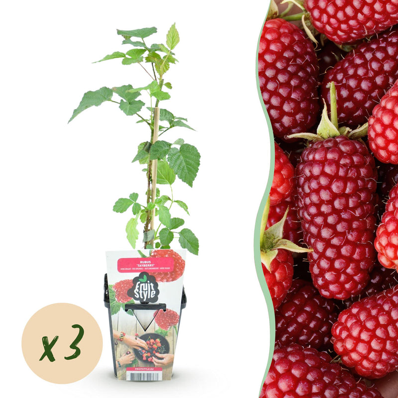 GreenboutiQ - Obstpflanzen - Taybes - Rubus Tayberry - Winterhart - 3 Pflanzen - Topf 9 cm - Rote Beere