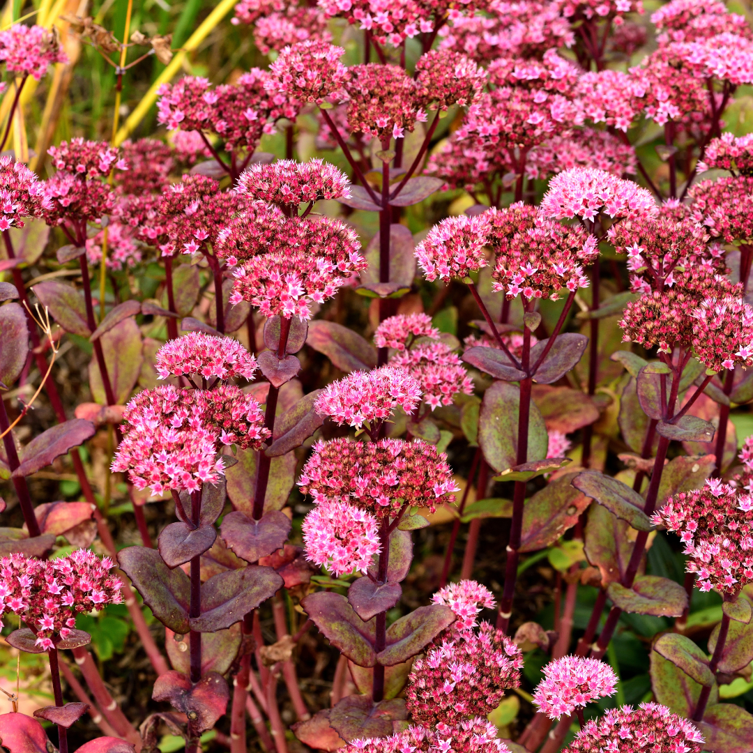 48x Sedum 'Matrona' - ↕10-25cm - Ø9cm