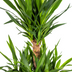 Yucca Elephantipes: Robuste Zimmerpflanze Ø30cm, 90-110cm hoch Bild 5