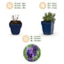 Green boutiQ - Stauden - Lavandula ang. Munstead - Lavendel - Duftend - Lila - 24 Pflanzen - Topf 11cm - Höhe 15-25cm Bild 4