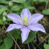 Clematis Justa: Große Fliederblüten, Langzeitblüher, Winterhart Bild 3