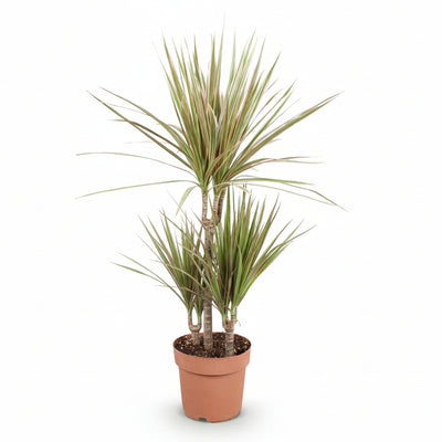 Green boutiQ - Zimmerpflanzen - Dracaena Marginata Bicolor - Drachenblutbaum - Wenig Pflege - Grün - Braun - 2 Pflanzen - Topf 17cm - Höhe 70-75cm