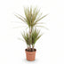 Green boutiQ - Zimmerpflanzen - Dracaena Marginata Bicolor - Drachenblutbaum - Wenig Pflege - Grün - Braun - 2 Pflanzen - Topf 17cm - Höhe 70-75cm Bild 2