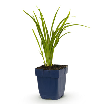 Green boutiQ - Perennial - Hemerocallis Autumn Red - Daylily - Bee and Butterfly Magnet - Red - 1 Plant - 11cm Pot - Height 15-25cm