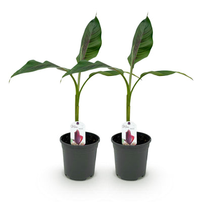 GreenboutiQ Bananenpflanze Musa sikkimensis Red Tiger, winterhart, 2 Stk.