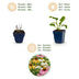 Echinacea Tricolour Mix - 12 Stauden - Bienen- & Schmetterlingsmagnet Bild 3