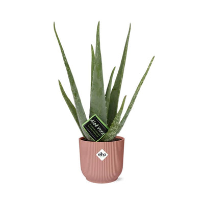 Aloe Vera 12cm im ELHO Vibes Fold Topf 14cm Rosa