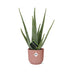 Aloe Vera 12cm im ELHO Vibes Fold Topf 14cm Rosa Bild 2