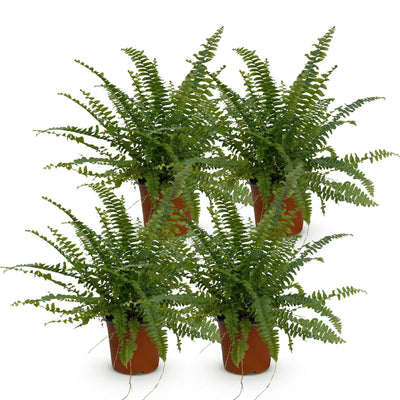 Green boutiQ – Zimmerpflanze – Nephrolepsis exaltata 'Green Lady' – Farn – Haustierfreundlich – Grün – 4 Pflanzen – Topf 12 cm – Höhe 28–30 cm