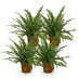 Green boutiQ – Zimmerpflanze – Nephrolepsis exaltata 'Green Lady' – Farn – Haustierfreundlich – Grün – 4 Pflanzen – Topf 12 cm – Höhe 28–30 cm Bild 2