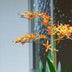 Renanthera Orchidee gelb/orange 2 Stück - Bündelprodukt - Kunstpflanzen Bild 3