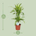 Dracaena Lemon Lime (Drachenbaum) - Ø17cm Topf, 65cm Höhe Bild 2