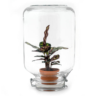Easyplant Calathea makoyana: Lebende Zimmerpflanze für Ihr Zuhause