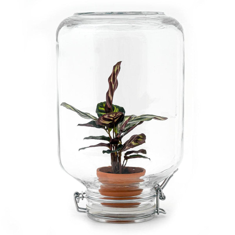 Easyplant Calathea makoyana: Lebende Zimmerpflanze für Ihr Zuhause
