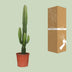 Euphorbia Acrurensis - Ø17cm - ↕50cm - Poinsettia Bild 4