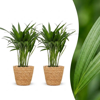 Green boutiQ - Areca Lutescens - Butterfly Palm - 2 Plants - with Seagrass Basket - Pot 12cm - Height 45cm