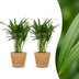 Green boutiQ - Areca Lutescens - Goldfruchtpalme - 2 Pflanzen - mit Seegraskorb - Topf 12cm - Höhe 45cm Bild 1