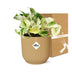 Epipremnum Pinnatum Happy Leaf im Topf ELHO Vibes Fold 14 cm gelb Bild 5