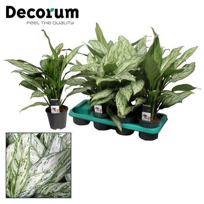 Aglaonema Silver Queen Zimmerpflanze, Ø14cm, ↕45cm