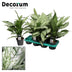 Aglaonema Silver Queen Zimmerpflanze, Ø14cm, ↕45cm Bild 2