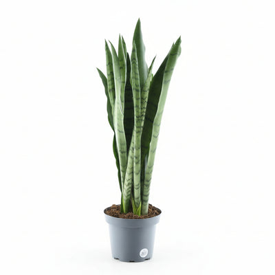 Sansevieria Spearmint, Grünpflanze im 14cm Topf, 55cm hoch