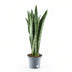 Sansevieria Spearmint, Grünpflanze im 14cm Topf, 55cm hoch Bild 1