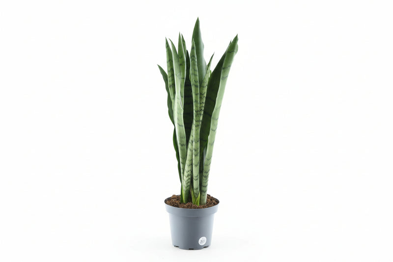 Dracaena surculosa