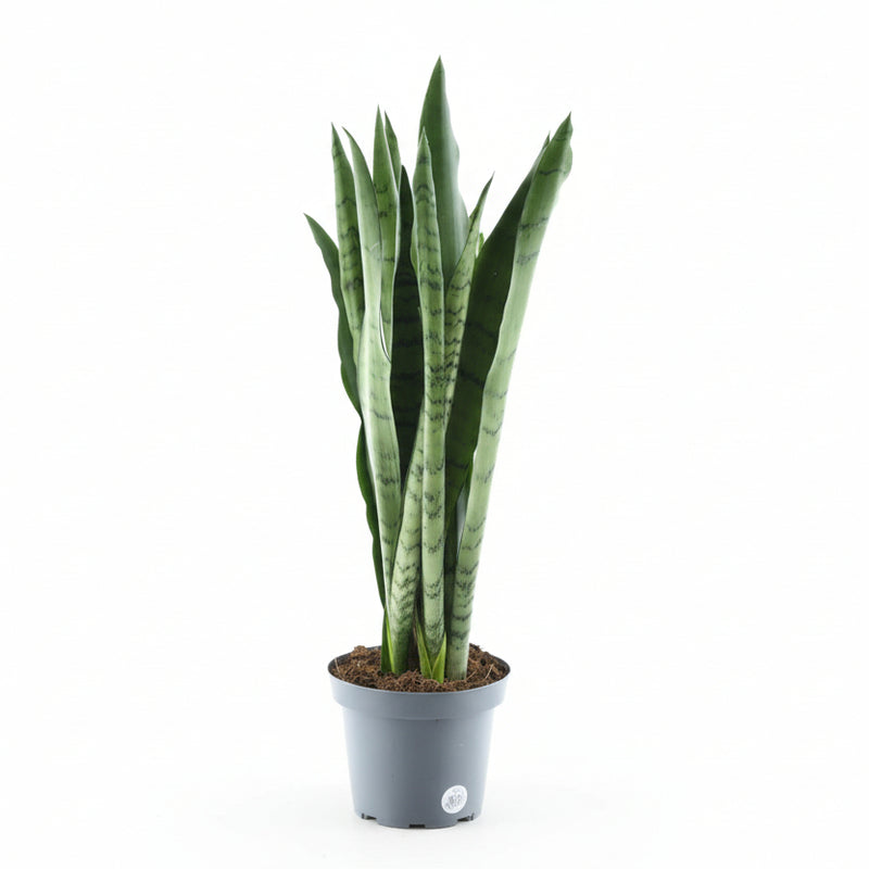 Sansevieria Spearmint, Grünpflanze im 14cm Topf, 55cm hoch
