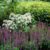 Salvia nem. 'Ostfriesland' (10-25cm), pack of 6, 9cm pot Bild 5