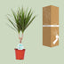 Dracaena Marginata Pflanze – Ø14cm Topf, 55cm Höhe Bild 5