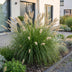 Green boutiQ - Gras - Pennisetum alop. Hameln - Lampenputzergras - Mit Plume - Grün - 12 Pflanzen - Topf 11cm - Höhe 15-25cm Bild 6