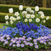 GreenboutiQ Blumenzwiebeln: Blau Garten Mix, 125 Stück, Geschenkverpackung Bild 3