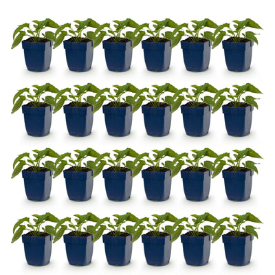 Green boutiQ - Staude - Rudbeckia fulg. Goldsturm - Gelbe Sonnenhut - Bienen- und Schmetterlingsanwerfer - Gelb - 24 Pflanzen - Topf 11cm - Höhe 15-25cm