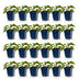 Green boutiQ - Staude - Rudbeckia fulg. Goldsturm - Gelbe Sonnenhut - Bienen- und Schmetterlingsanwerfer - Gelb - 24 Pflanzen - Topf 11cm - Höhe 15-25cm Bild 2