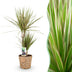 Dracaena Marginata Bicolor - Eleganter Drachenbaum im Korb, 70-75cm Bild 1
