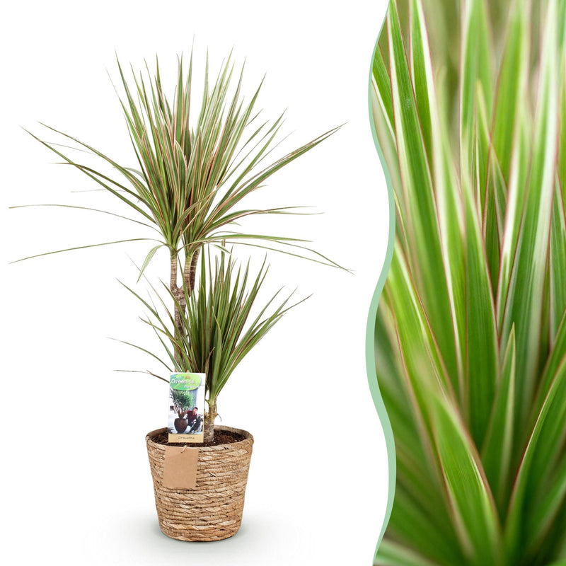 Dracaena Marginata Bicolor - Eleganter Drachenbaum im Korb, 70-75cm