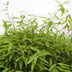 Fargesia 'Moontears' Boobux Bambus - Ø29cm - ↕70cm Bild 3