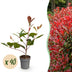 Green boutiQ - 40x Photinia fraseri Red Robin - Glanzmispel - Heckenpflanzen - Immergrün - Rot - Topf 9cm - Höhe 25-35cm Bild 1