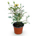 Green boutiQ Rosa Tricolor Fairy Rose, winterhart, Gelb-Rosa Bild 2