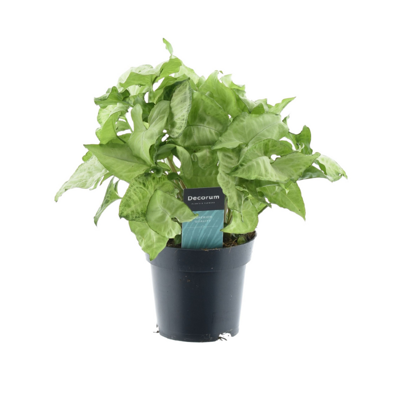 Syngonium White Butterfly, 35cm, Ø14cm Pot