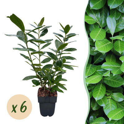 GreenboutiQ Prunus laurocerasus Novita: Immergrüne Heckenpflanze, 6er Set